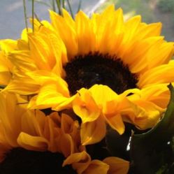 Sunflower@Stony Brook